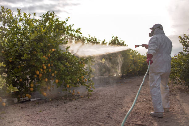 Wasp Removal Services in Asbury Lake, FL