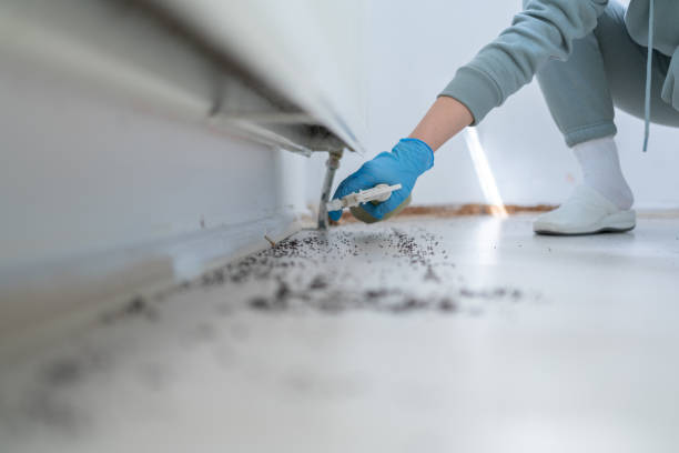 Best Ant Control Services  in Asbury Lake, FL